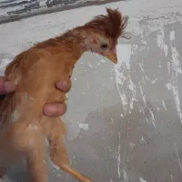 جوجه