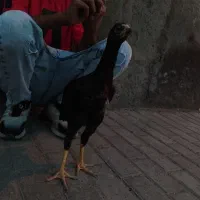 جوجه لاری