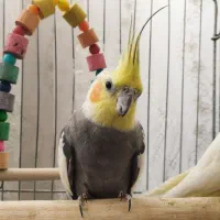 عروس نر