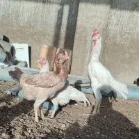 ۲عدد جوجه خروس لاری تازه سال