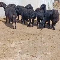 میش و توقلی قره قزل