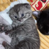 بچه گربه بریتیش خوشگل