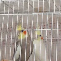 3عدد عروس هلندی