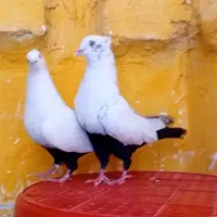 جفت دمبی قفل شرط جوجه