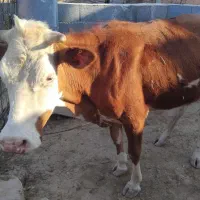 فروش دوتا گاو