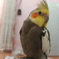 عروس هلندی گمشده