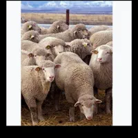 گوسفند زنده باغستان گوهردشت تمام نقاط کرج