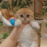 گر به های ق ی م ت شکن