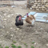 فروش دوعدد بوقلمون‌جوان ده ماهه