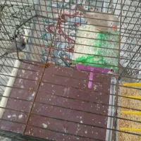 دوعدد فنچ با دو عدد تخم۴۰۰