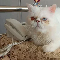 واگذاری گربه پرشین