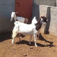 بز پاکستانی دوقلوزا