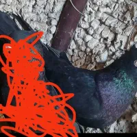 زاغ بمی