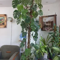گل برگ انجیری بزرگ و سوسن عنکبوتی