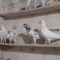 کفتر اس