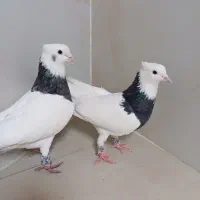 کبوتر طوقی