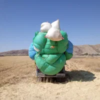 کا ه گندم تحویل دامداری