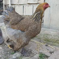 تخم نطفه دار برهما بلوپاتریچ و برهما کوکو