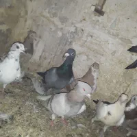 کفتر نوبازی  ۱۱تا