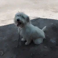 پاپی باهوش