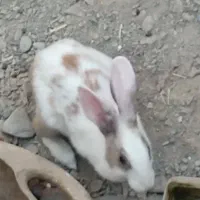 خرگوش