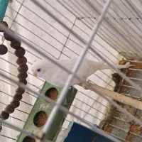 مرغ عشق ماده هلندی چشم شرابی