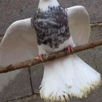 پرواز کفتر