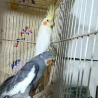 عروس هلندی.جوجه کفتر.پرنده