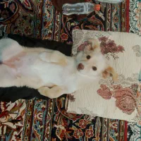 سگ پامر ۱۳ ملیون