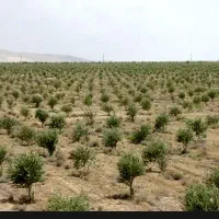 استخدام باغبان