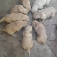 تعدادی گلدن  اصل فروش می شود