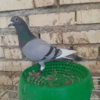 پرنده بازرگان نشسته ۸۶۰ کیلومتر