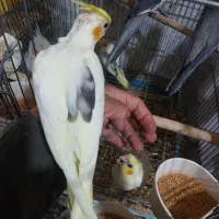 طوطی عروس هلندی