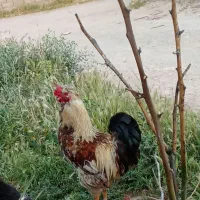 خروس|حیوانات مزرعه|رومشکان, |دیوار