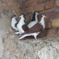 ساده سرخ کاکلی جوجه