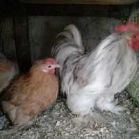 مرغ وخروس برهما وکوشین