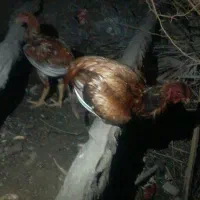 با سلام تعدادی مرغ محلی تخم گذار و جوجه خوروس لاری