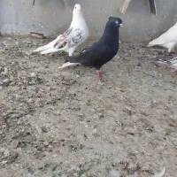 پرنده