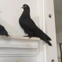 کبوتر زاغ باشازده