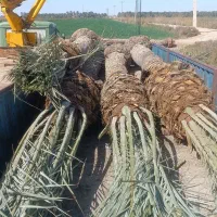 خرید فروش انواع نخل و ارسال