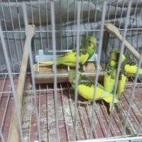 جوجه مرغ عشق