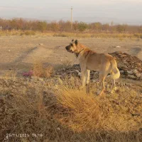 فروشی|سگ|بناب, |دیوار