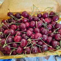 گیلاس تکدانه درجه ۱