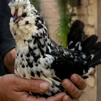 تخم نطفه دار گلین عشایری اصل