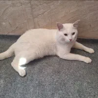 واگذاری رایگان گربه نر