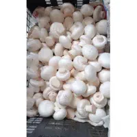 عرضه ی قارچ به درب خونه ها و مغازه هایتان با ما