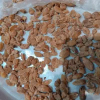 فروش ثعلب غده ای