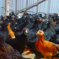 جوجه مرغ و خروس محلی گلپایگانی