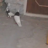 دوعدد طوقی سرخ نر ومشکی ماده جفت