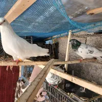 کفتر|پرنده|لنگرود, |دیوار